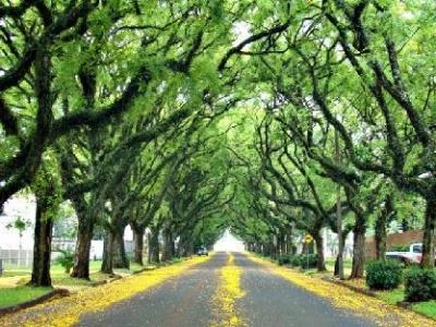 Arborização urbana são paulo