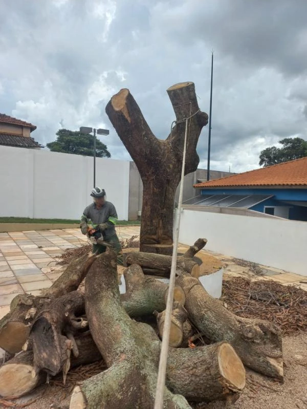 Autorização para corte de árvore