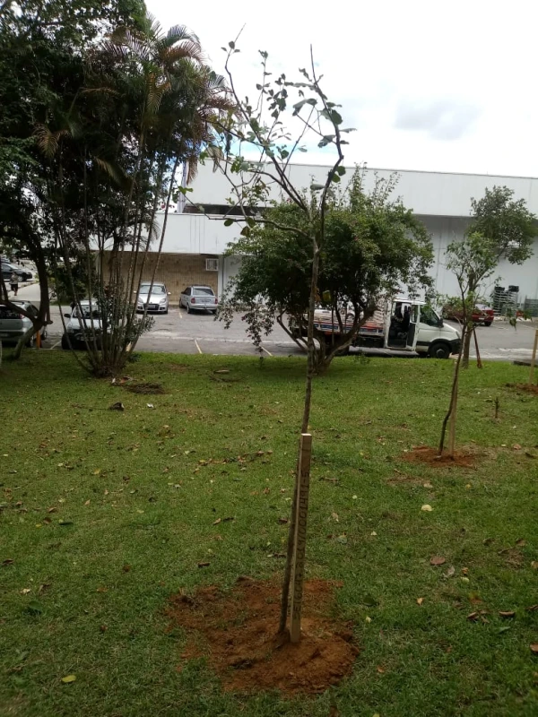 Compensação ambiental licenciamento