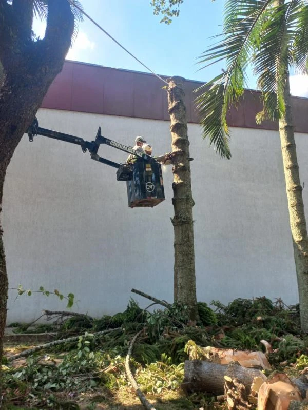 Corte de árvore em propriedade privada