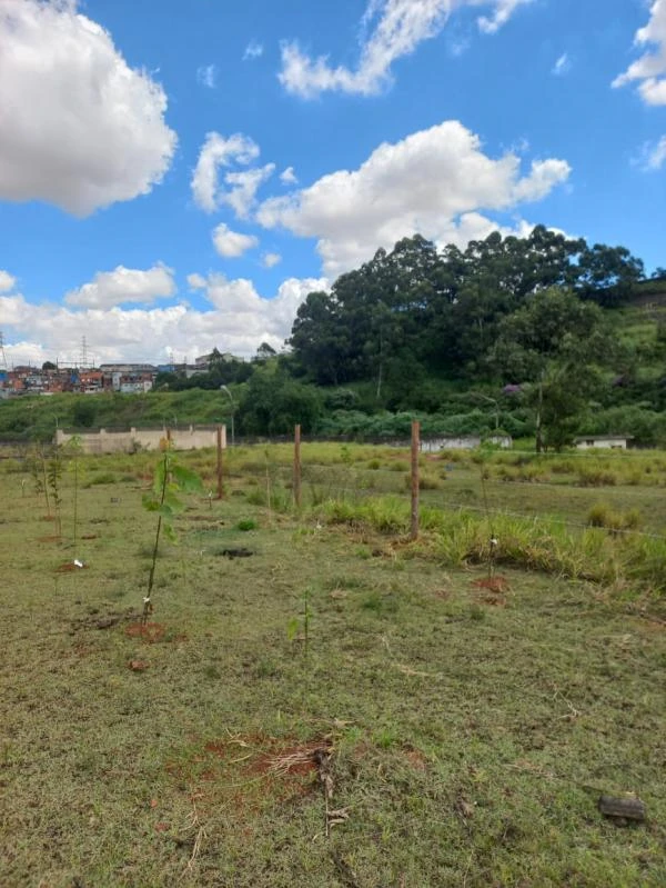 Manejo arbóreo em sp