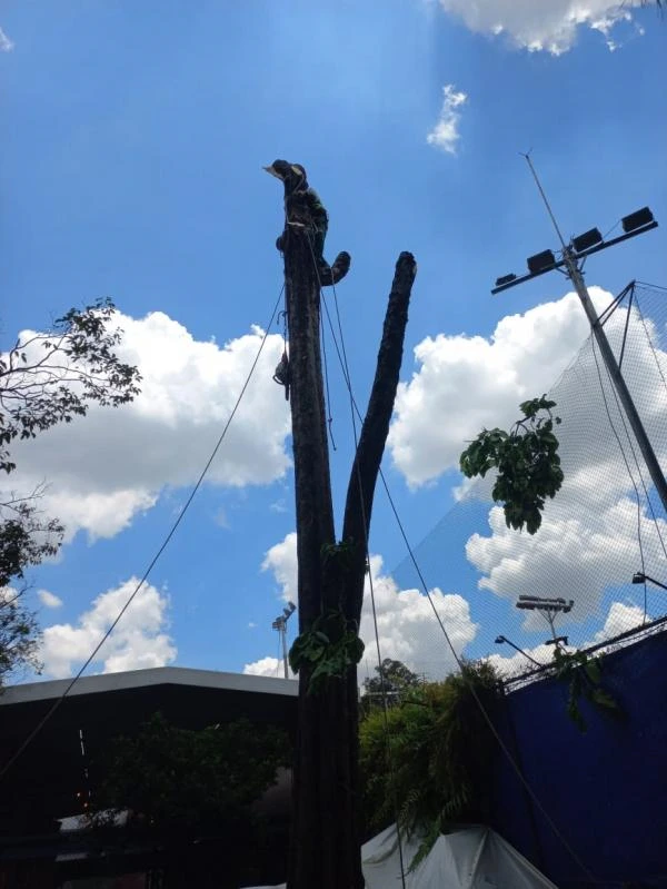 Transplante de árvores